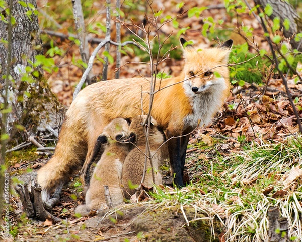 Fototapeta Fox Red Fox Animal Photo. Red Fox mother feeding its kit foxes in the forest in its habitat and environment displaying fur, body, head, eyes, ears, nose, paws, fluffy tail.
