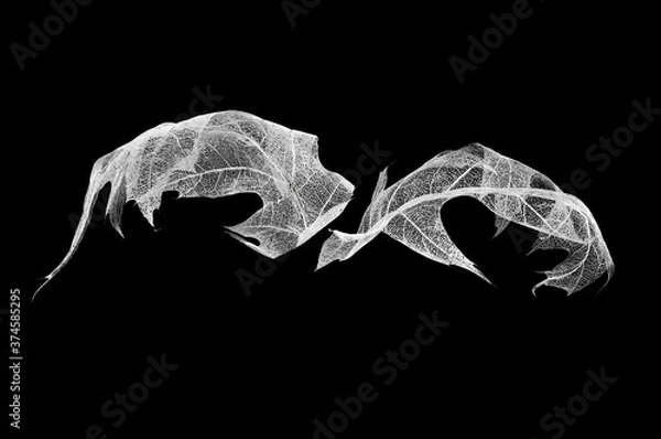 Obraz Two white maple leaf skeletons on black isolated background