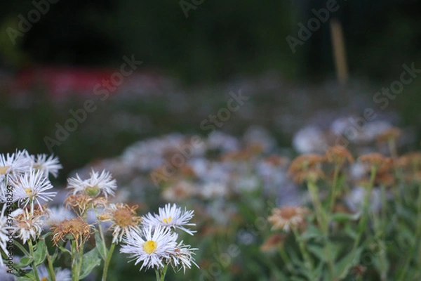Fototapeta daisies in a field