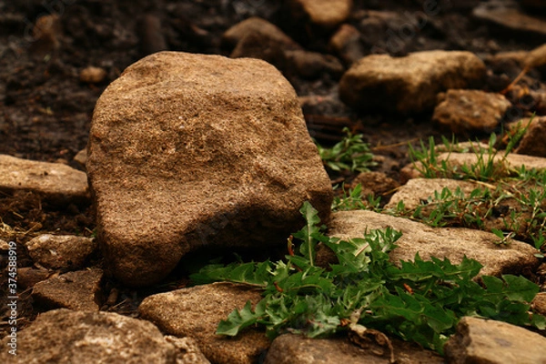 Fototapeta moss on the rocks