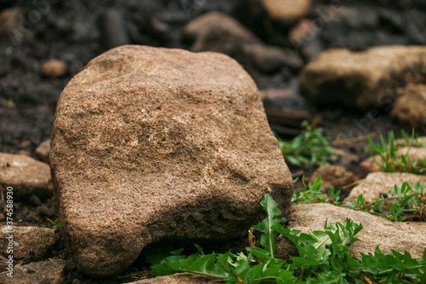 Fototapeta moss on stone