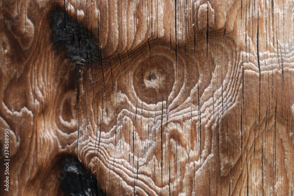 Fototapeta very soft and complicated wood bark on a tree