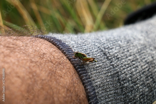 Fototapeta Grasshopper on leg