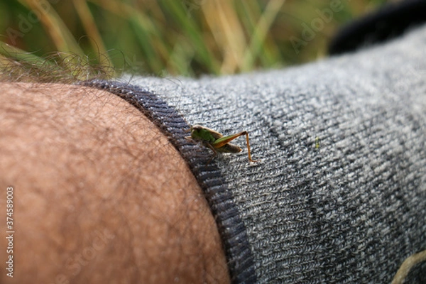 Fototapeta Grasshopper on leg