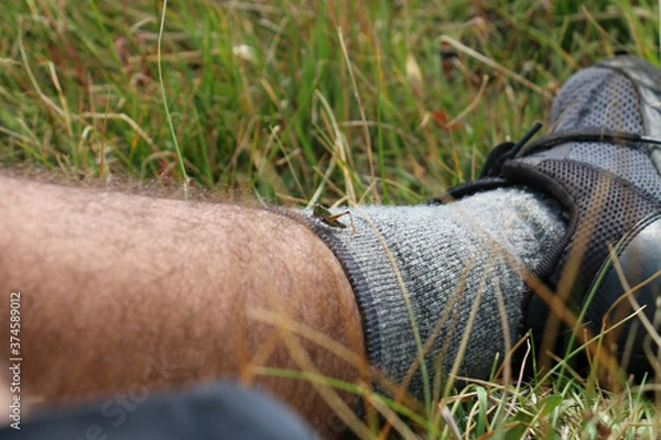 Fototapeta Grasshopper on leg