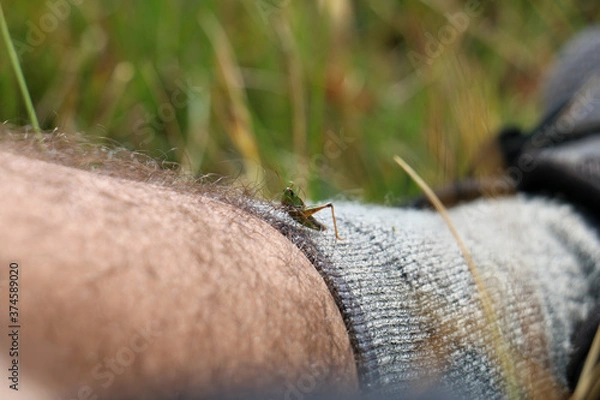 Fototapeta Grasshopper on leg
