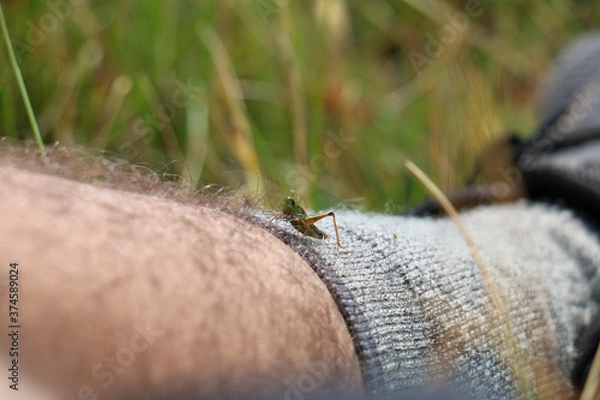 Fototapeta Grasshopper on leg