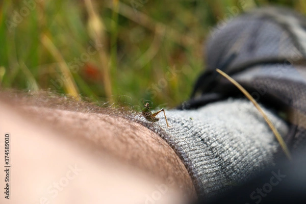 Fototapeta Grasshopper on leg