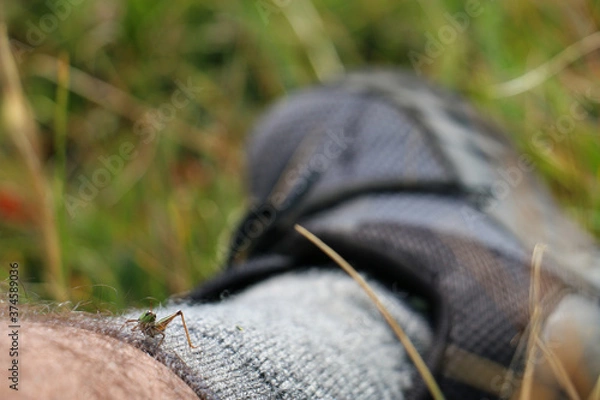Fototapeta Grasshopper on leg