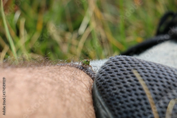 Fototapeta Grasshopper on leg