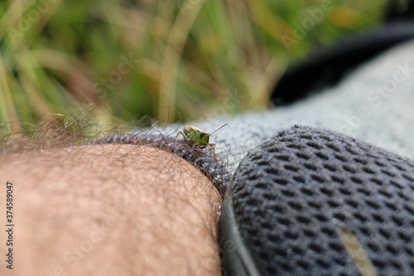 Fototapeta Grasshopper on leg