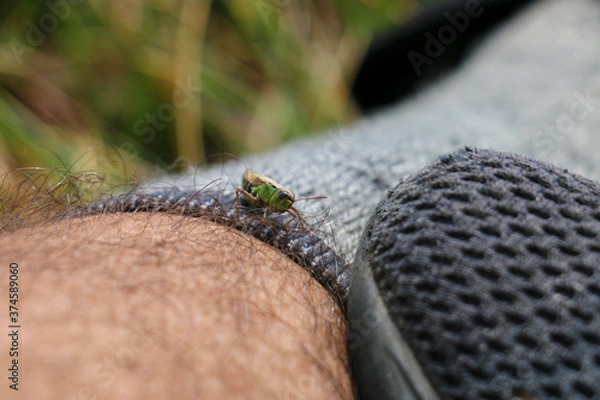 Fototapeta Grasshopper on leg