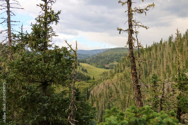 Fototapeta trees in the forest