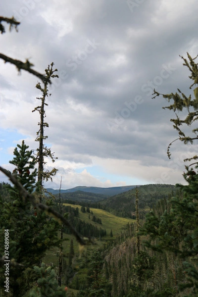 Fototapeta clouds over the forest