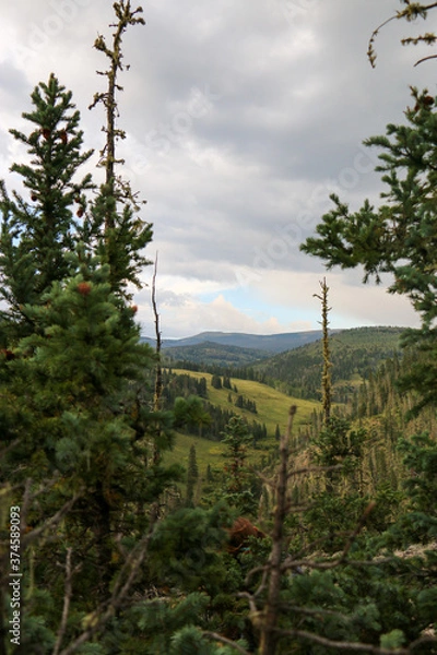 Fototapeta forest in the mountains