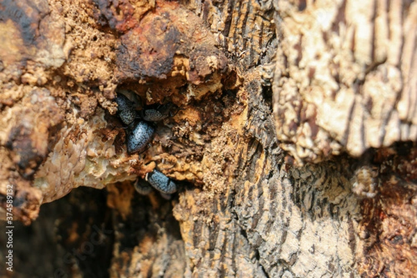 Fototapeta black beetle 