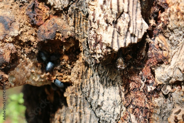 Fototapeta black beetle 