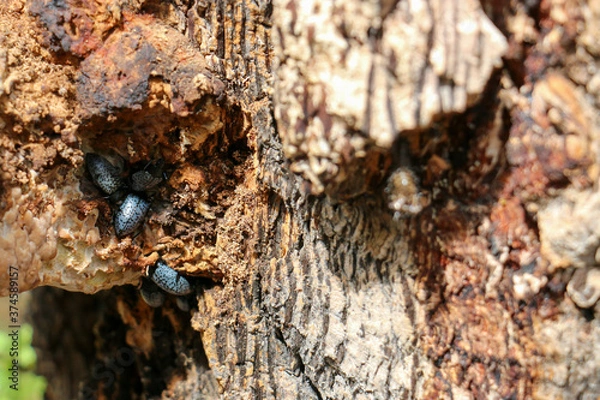 Fototapeta black beetle 