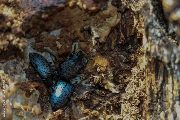 Fototapeta black beetle 