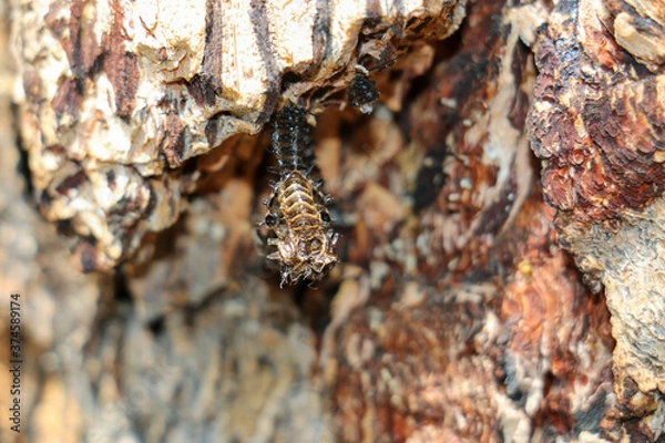 Fototapeta black beetle 