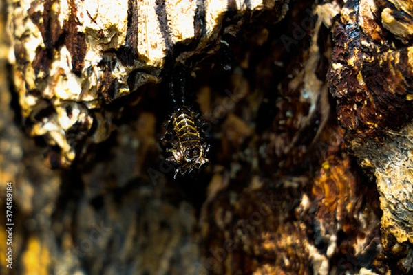 Fototapeta close up of black beetle molting shell in forest on tree