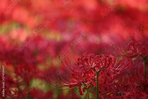 Fototapeta 彼岸花