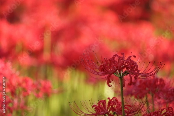 Fototapeta 彼岸花