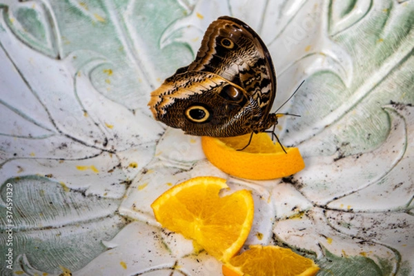 Obraz Butterfly Eating
