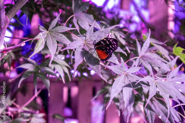 Obraz Purple Butterfly