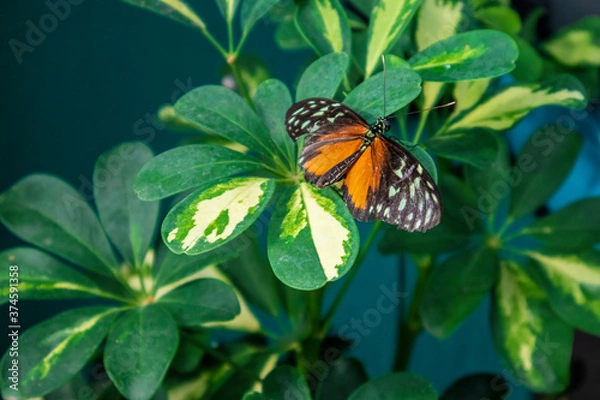 Obraz Butterfly Close-up
