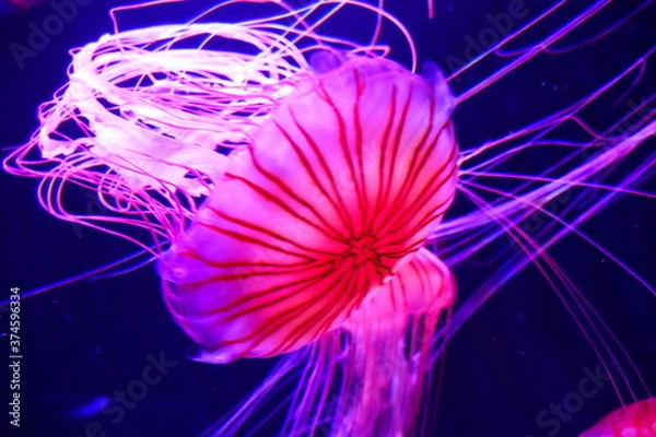 Obraz 日本の美しいクラゲ