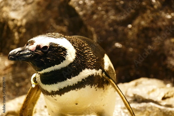 Obraz 日本の水族館の癒されるペンギン