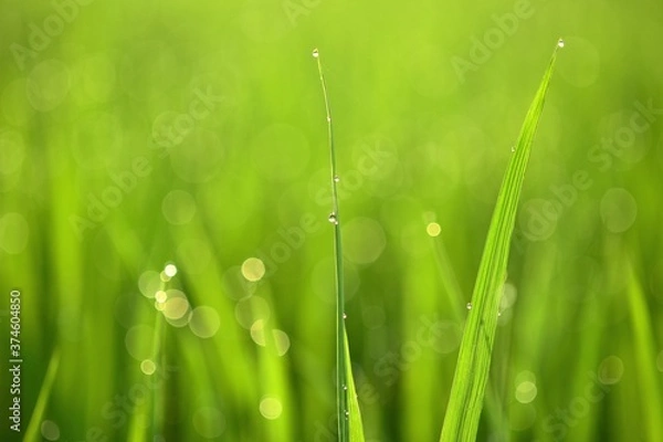 Fototapeta 雨上がりの水田