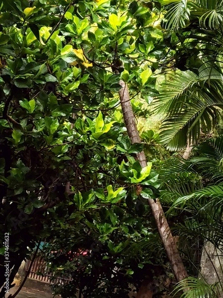 Fototapeta tropical garden with palm trees