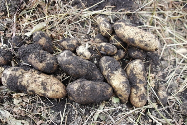 Obraz potatoes