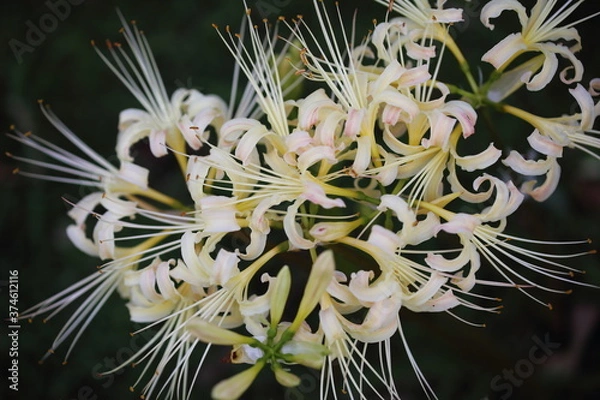 Obraz 日本の寺院に咲く彼岸花