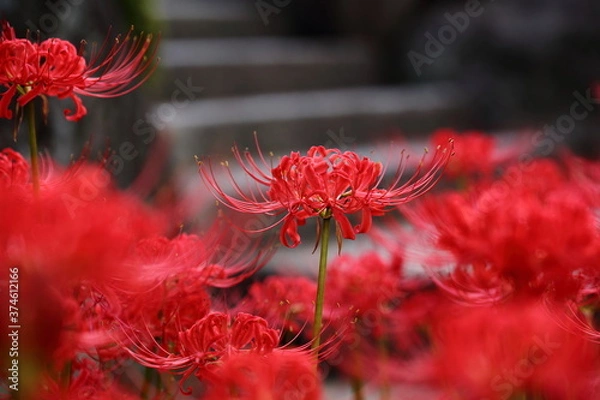 Obraz 日本の寺院に咲く彼岸花