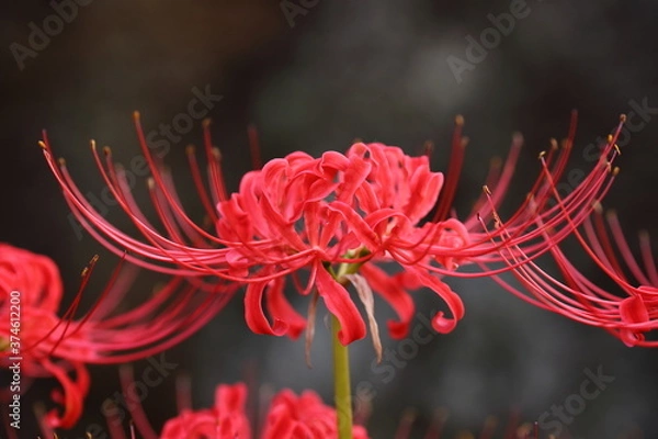 Obraz 日本の寺院に咲く彼岸花