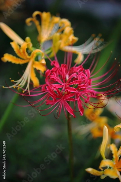 Obraz 日本の寺院に咲く彼岸花