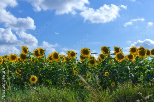 Obraz Sunflowers