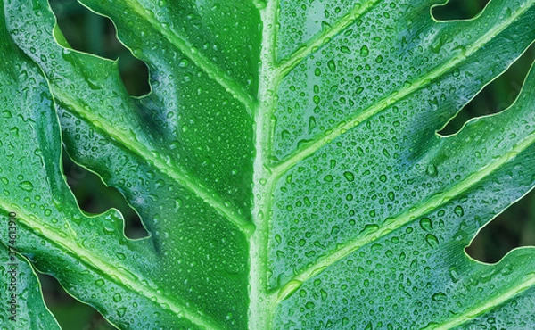 Fototapeta Closeup of large philodendron leaf freshly wet after a rain, with soft lighting, shallow depth of field and selective focus