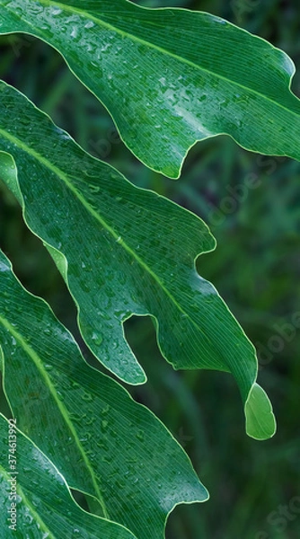 Fototapeta Closeup of large philodendron leaf freshly wet after a rain, with soft lighting, shallow depth of field and selective focus