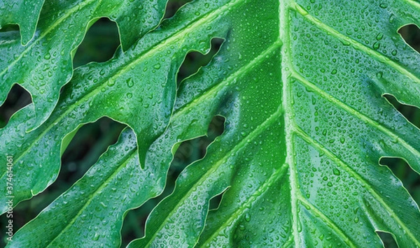 Fototapeta Closeup of large philodendron leaf freshly wet after a rain, with soft lighting, shallow depth of field and selective focus