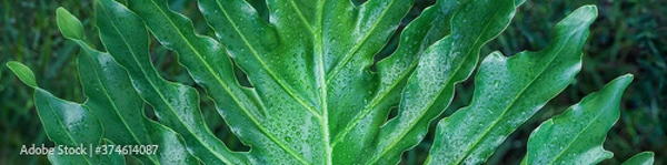 Fototapeta Closeup of large philodendron leaf freshly wet after a rain, with soft lighting, shallow depth of field and selective focus
