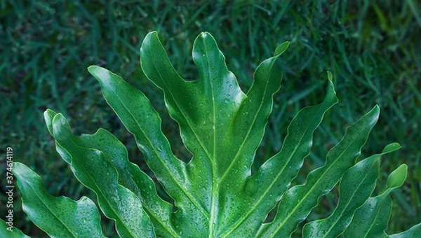 Fototapeta Closeup of large philodendron leaf freshly wet after a rain, with soft lighting, shallow depth of field and selective focus