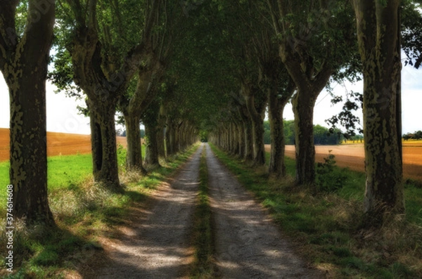 Obraz Tree-lined country road in south of France