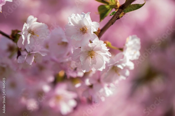 Fototapeta Pink cherry blossom. Sakura power flowers. Sakura bloom, close up. Pink cherry blossoming flowers, bokeh light background. Blured effect.