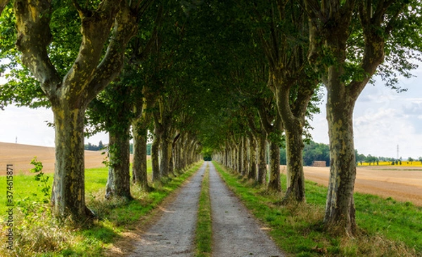 Obraz Plane Trees in France