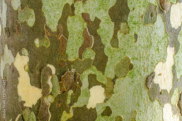 Obraz Ceratocystis platani, Disease affecting plane trees in France