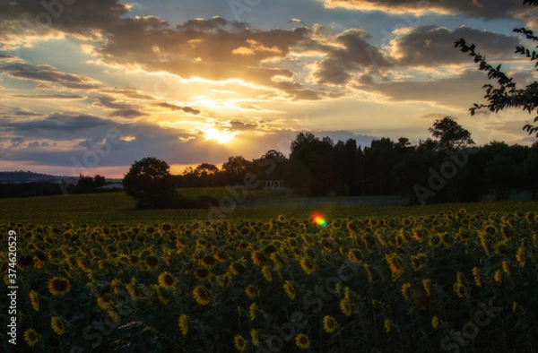 Obraz Sunset in sunflower field